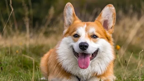 Pet Economy Blue Ocean Opportunities: 2025 Growth Guide