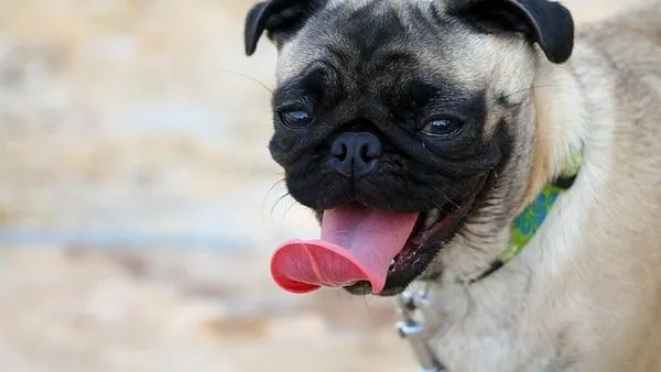 Pet AI Image Recognition Principles: How It Works - 配图2