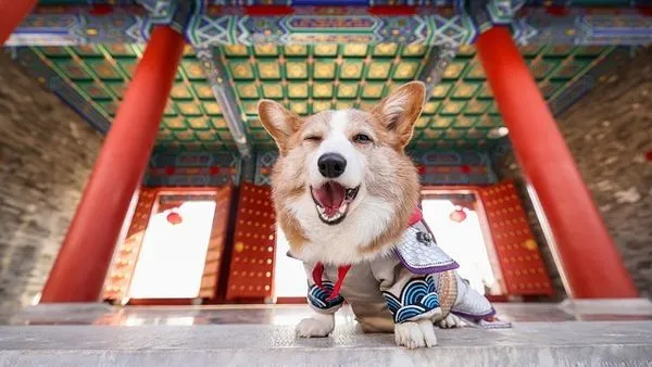 宠物医院数字化升级：一份讲透实战价值的落地指南