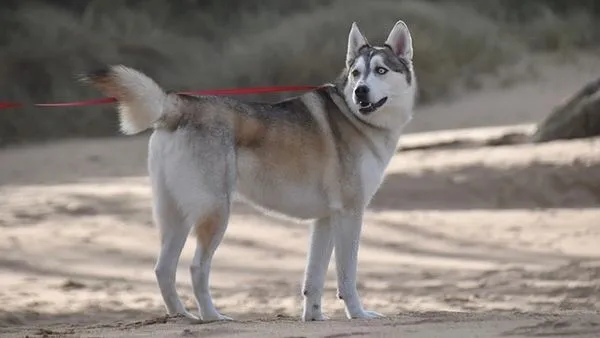 Pet Breed Recognition AI: How It Works and Top Uses - 配图2