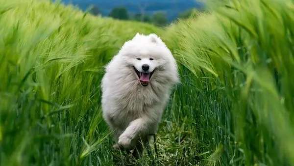 Senior Pet Care Essentials: A Complete 2025 Health Guide - 配图2