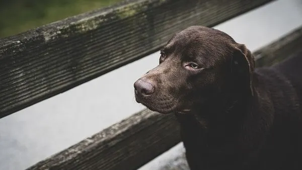 Pet Large Model Fine-Tuning Approach: 5 Key Stages