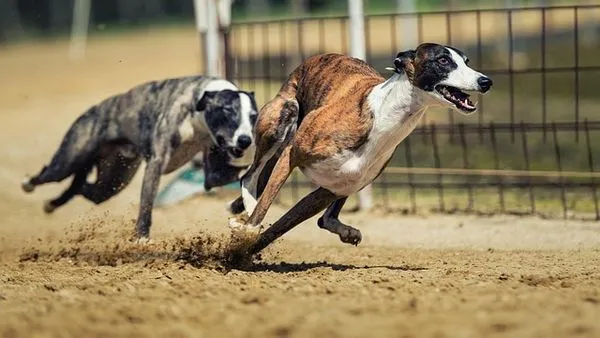 Pet Chain Brand Strategy: 7-Step Guide to Growth - 配图2
