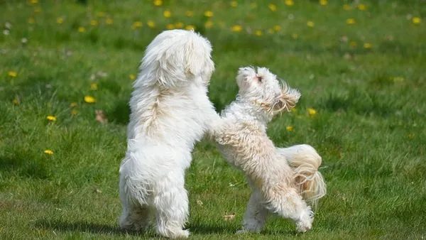 Pet Supply Chain Digitalization: A 2025 Guide for Pet Brands - 配图2