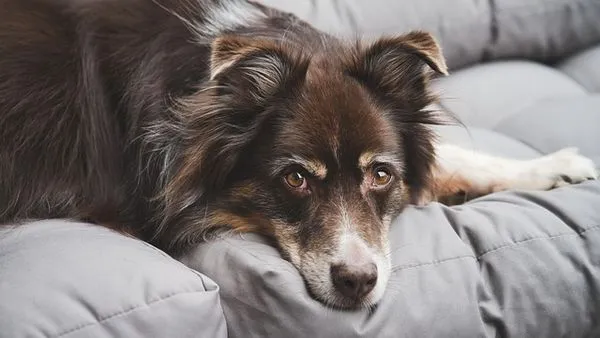 Understanding Dog Behavior: Key Signals and Meanings - 配图2