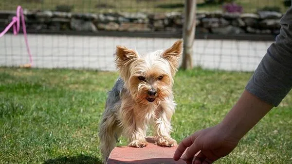 Scientific Pet Care Encyclopedia Knowledge Base