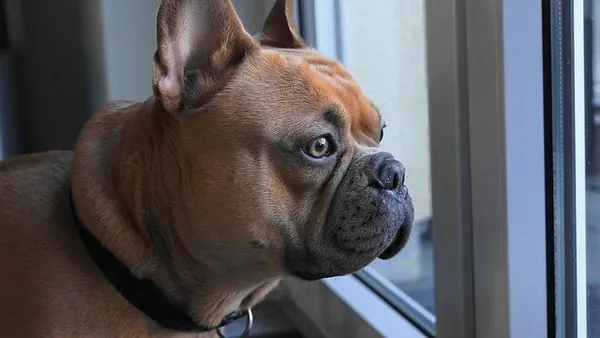 Pet AI-Assisted Diagnosis: 2025 Guide for Pet Owners