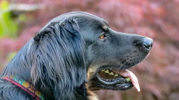 Pet Hospital Marketing & Customer Acquisition: 10 Strategies