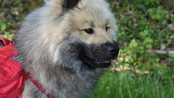 Pet Industry Implementation Cases: 10 Real-World Examples - 配图2