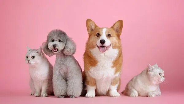 Smart Pet Collar: Top Features, GPS, and Health Insights