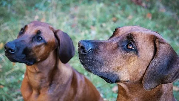 Smart Pet Collar Solution: GPS & Health Tracking Guide