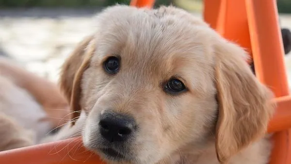 Scientific Pet Feeding Guide: 7 Vet-Backed Rules - 配图2
