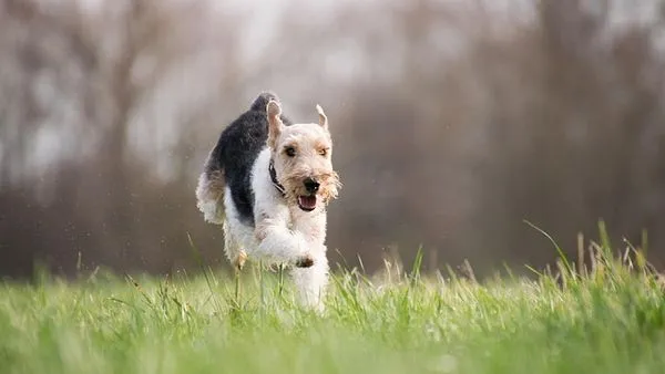 Pet Health Record Management: The Complete Guide