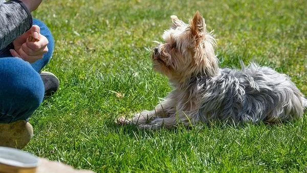 Pet Hospital Digital Transformation: A 2024 Roadmap