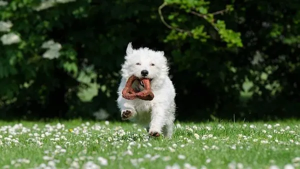 Pet Healthcare AI Large Model: Benefits, Risks & Tools - 配图2