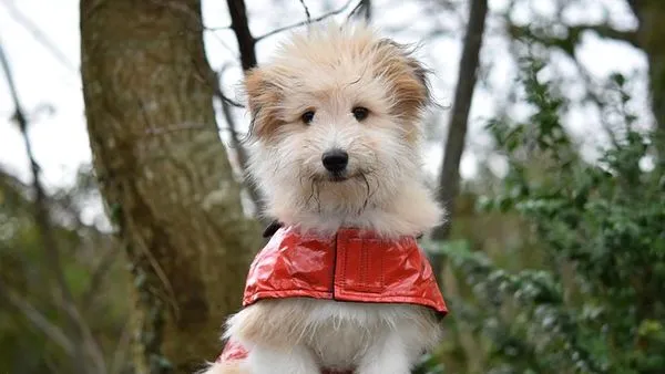 Pet Health Record Management: The Complete Guide - 配图2
