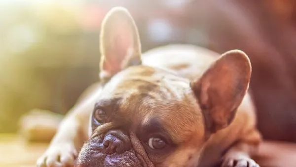 Pet AI Imaging Diagnosis: How It Works and Benefits