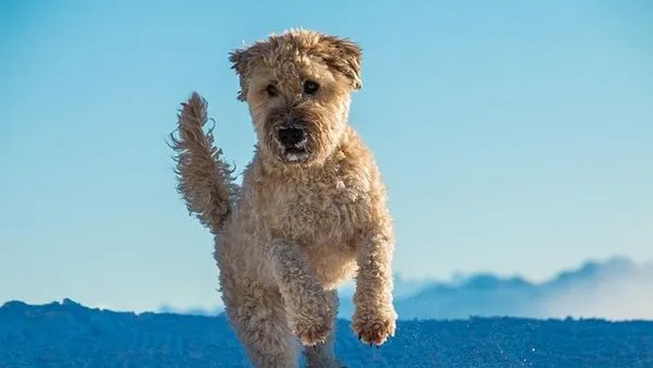Pet Breed Recognition AI: How It Works and Top Uses