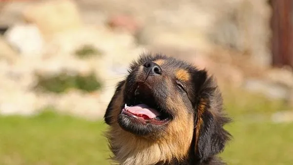 Pet Emotion Recognition AI: How It Works and Top Uses - 配图2