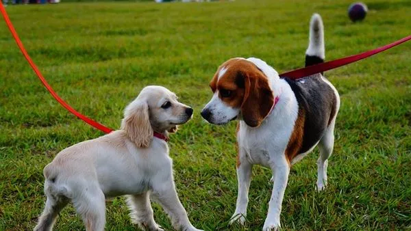 Pet Hospital Digital Transformation: A 2024 Roadmap - 配图2