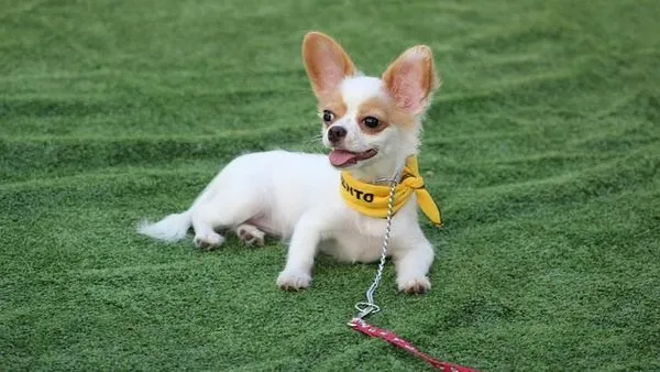 GPS Pet Tracking Collar: 2024 Complete Buyer’s Guide - 配图2