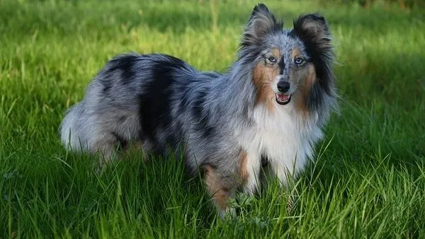 Digital Pet Medication Management: The 2025 Owner's Guide