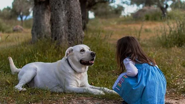 Pet Industry White Paper: Key Trends and Insights - 配图2