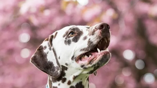 Pet Behavior Monitoring Device: Complete Guide and Tips - 配图2