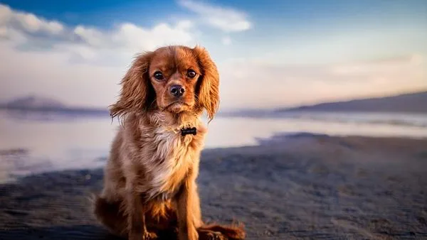 Pet Multimodal Large Model: What It Is and How It Works - 配图2