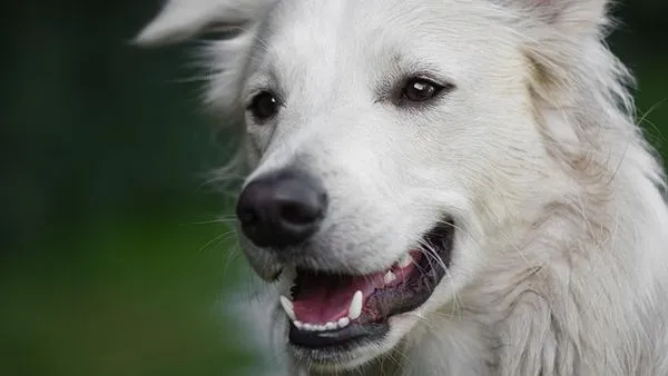 Pet Industry Funding News: 2025 Investment Trends & Key Deal