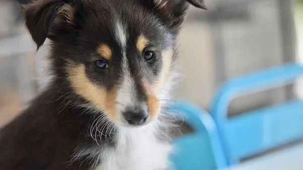 Pet Healthcare Big Data: 5 Ways It Saves Lives - 配图2