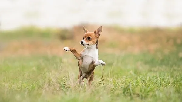New Pet Owner Essential Checklist: 2024 Vet & Supply List
