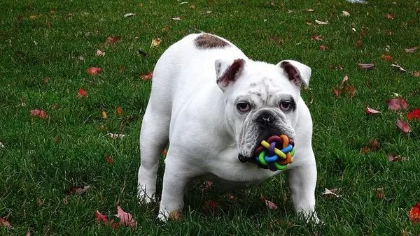 Is Online Pet Consultation Reliable? Facts & Tips - 配图2