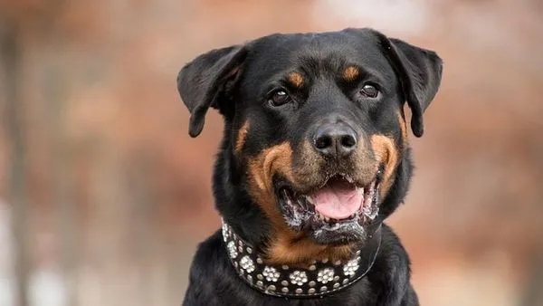 Smart Pet Band: Tracking, Health, and Safety Guide