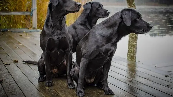Pet Recognition Encyclopedia: How AI Identifies Your Pet - 配图2