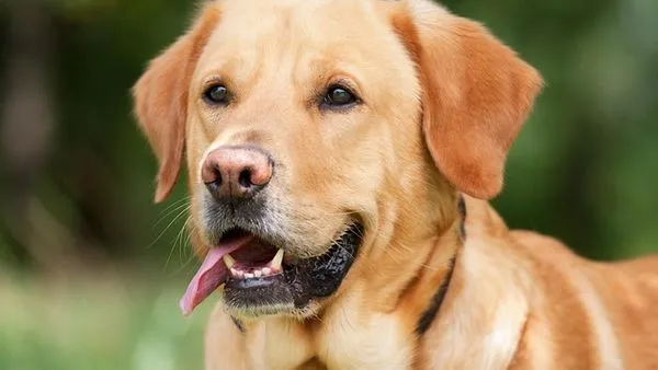 Pet Industry Implementation Cases: 10 Real-World Examples
