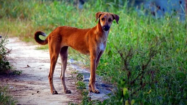 Pet AI Recognition Accuracy: How It Works & How Good It Is - 配图2