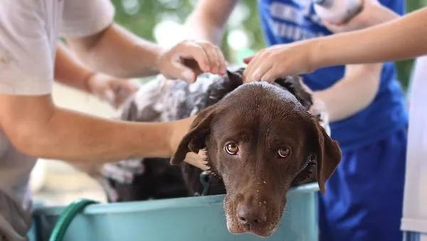 Smart Pet Water Fountain: 7 Features That Matter Most - 配图2