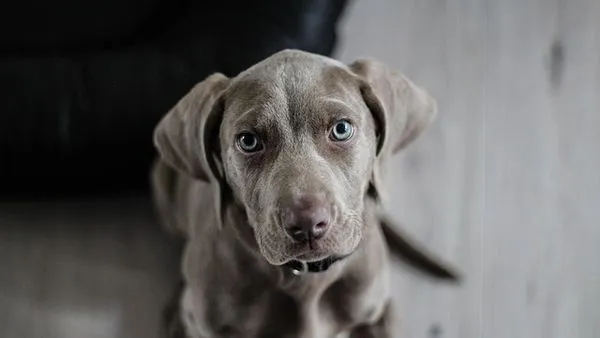 2026 Pet Industry Report: 7 Trends Shaping the Market - 配图2