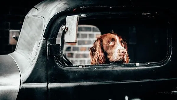 Smart Pet Hardware Market: 2025 Growth Stats & Top Trends - 配图2