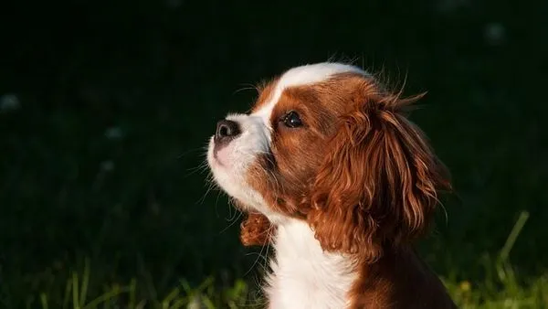 Pet Health Monitoring Device: Complete 2025 Buying Guide - 配图2