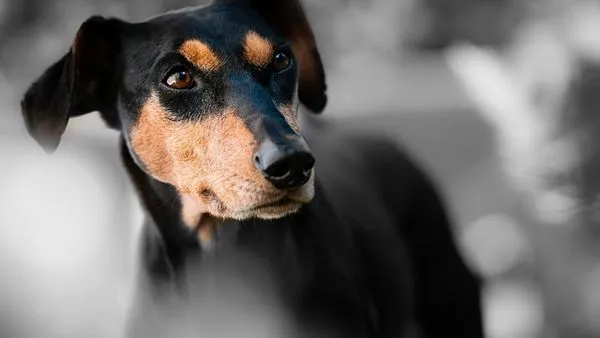 Pet Life Multimodal Large Model In-Depth Analysis