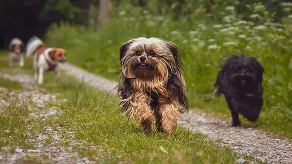Pet Industry AI Solutions in Practice