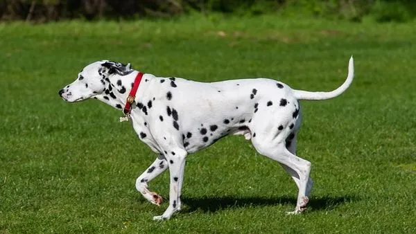 Pet Healthcare Supply Chain: 2024 Guide for Accuracy & Speed - 配图2