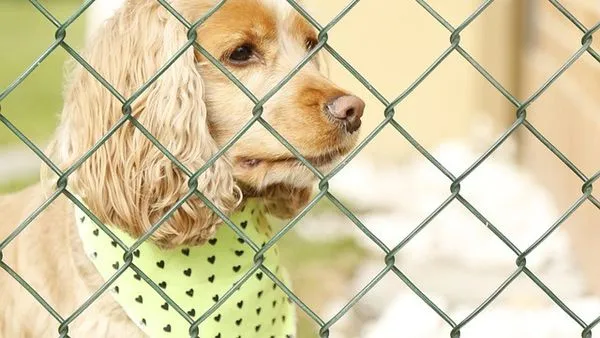 Pet Enterprise Digitalization: The 2025 Complete Guide - 配图2