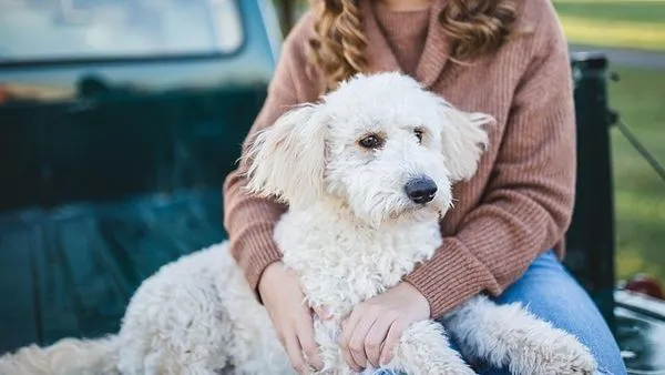 Pet Industry Growth Strategies That Work in 2025 - 配图2