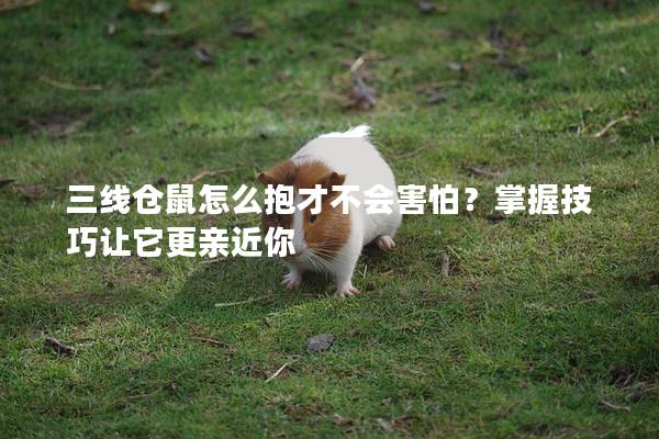 三线仓鼠怎么抱才不会害怕？掌握技巧让它更亲近你