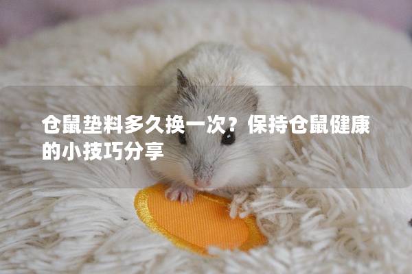 仓鼠垫料多久换一次？保持仓鼠健康的小技巧分享