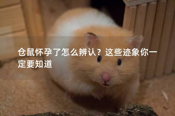 仓鼠怀孕了怎么辨认？这些迹象你一定要知道