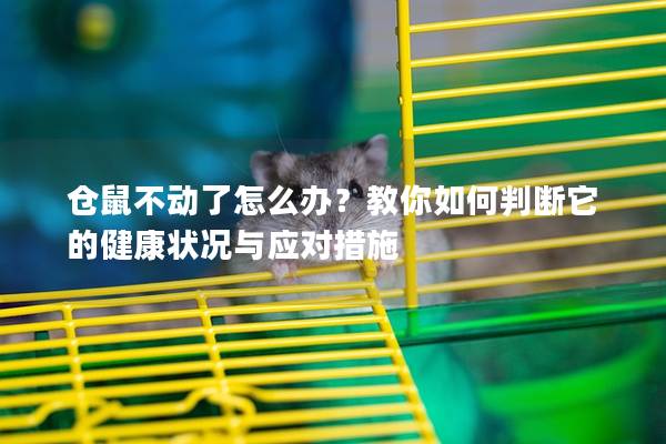 仓鼠不动了怎么办？教你如何判断它的健康状况与应对措施